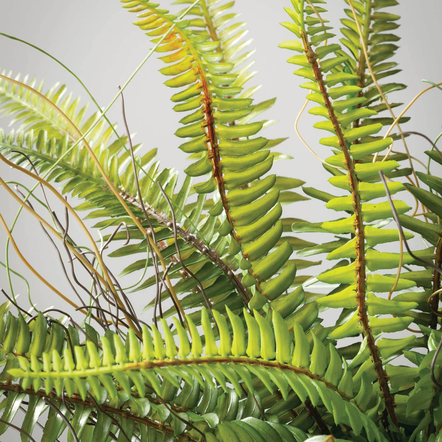 Potted Fern Arrangement