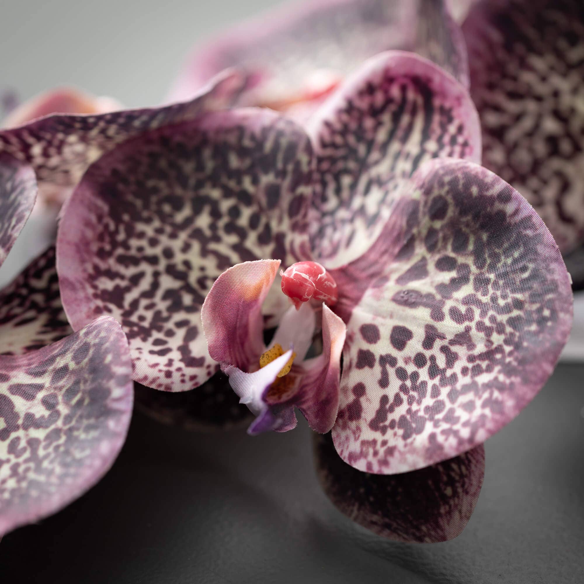 Plum Phalaenopsis Spray