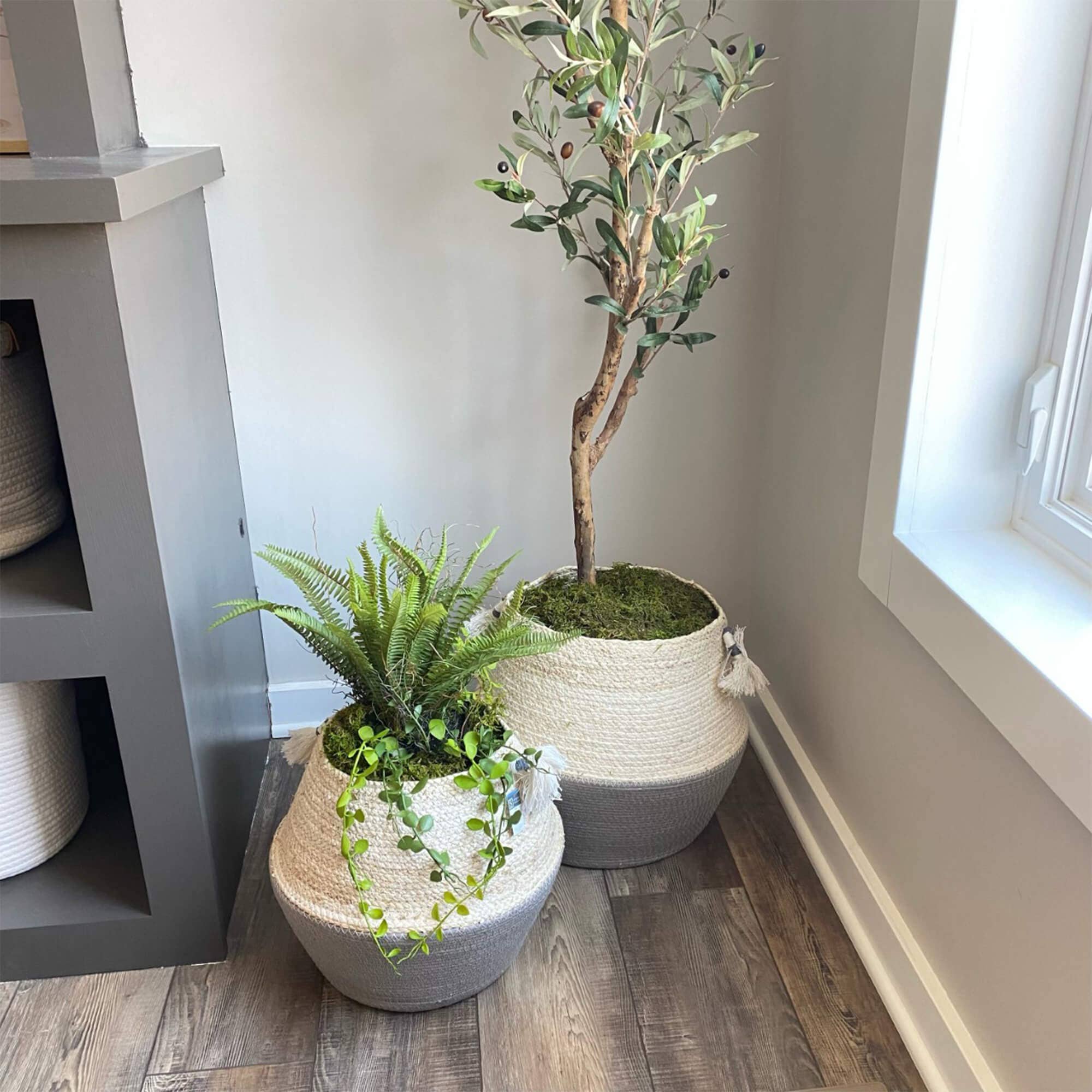 Potted Fern Arrangement