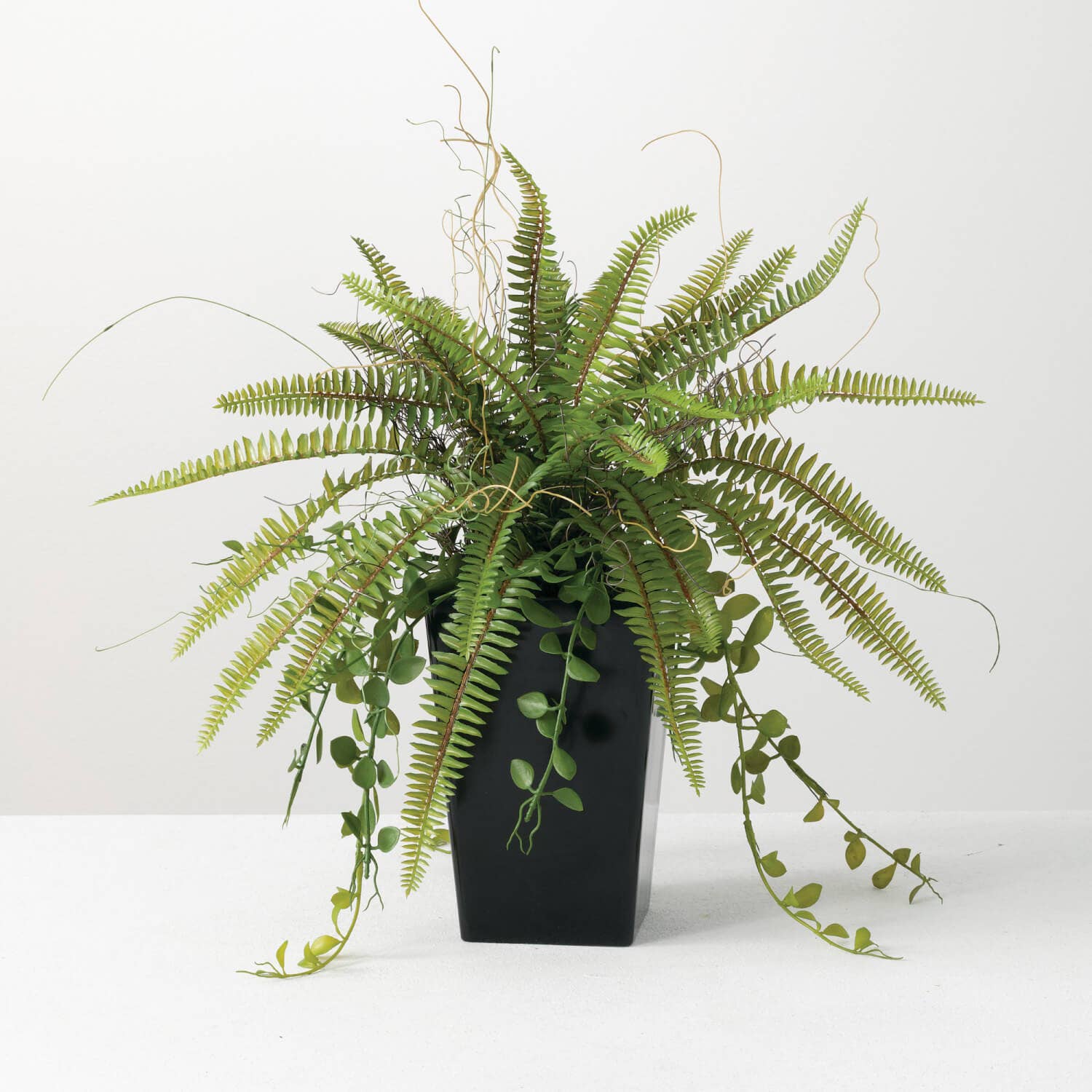 Potted Fern Arrangement