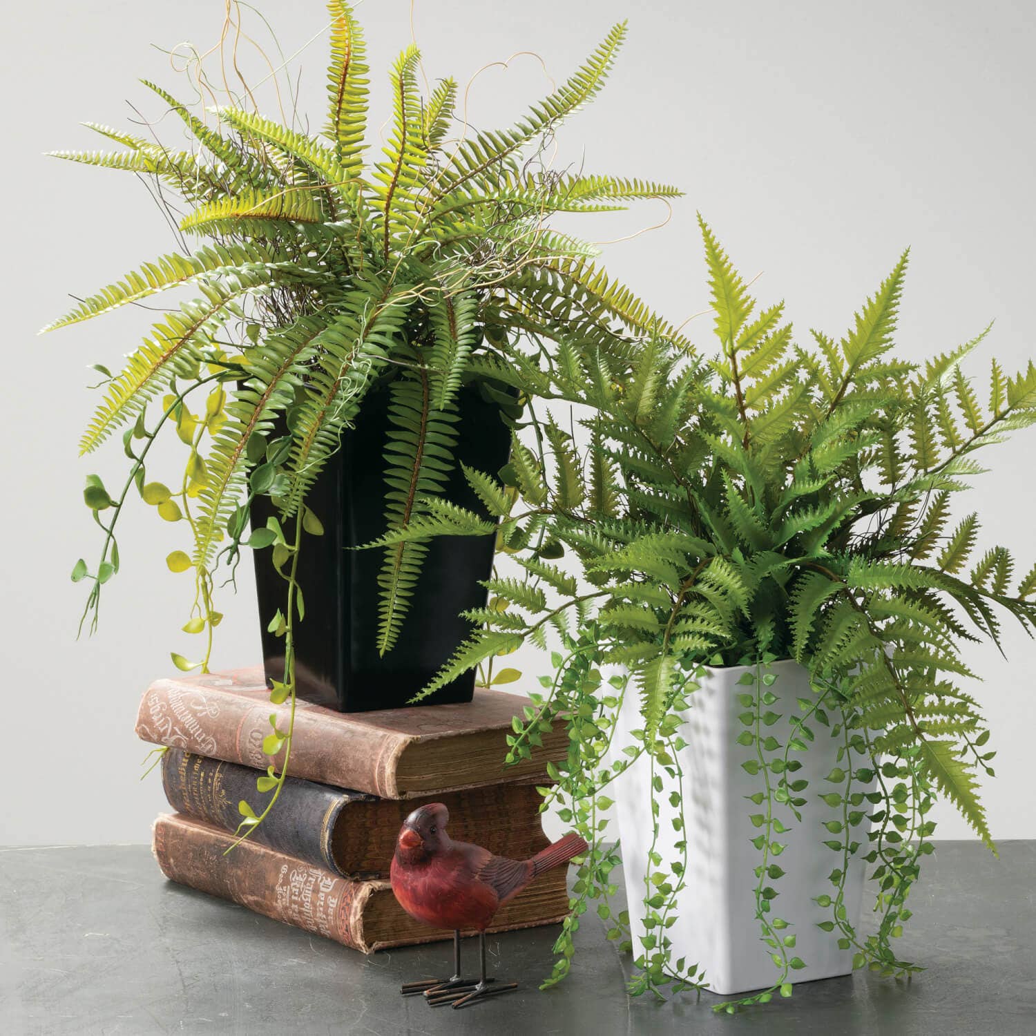 Potted Fern Arrangement