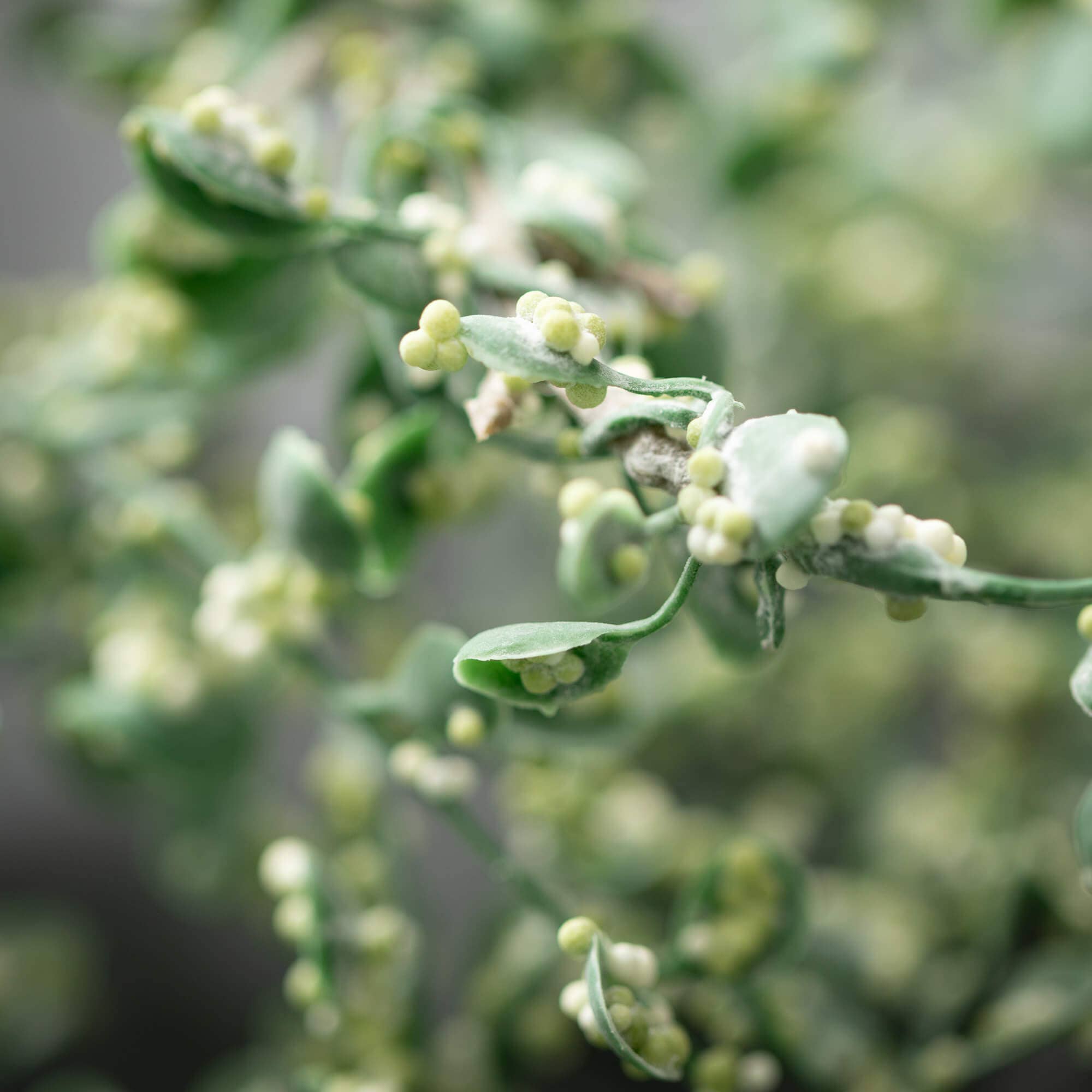 Green Hanging Branch Spray